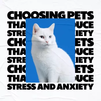 Choosing the Best Pet for Stress Relief: Practical Guide